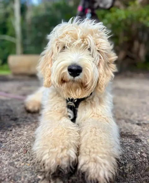 A dog looking to camera