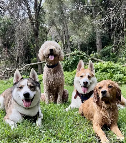 Four dogs resting on the grass in the bush