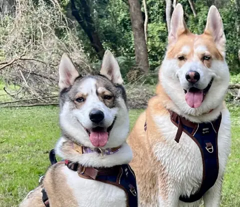 Two huskies sitting together on the grass at the edge of the bush