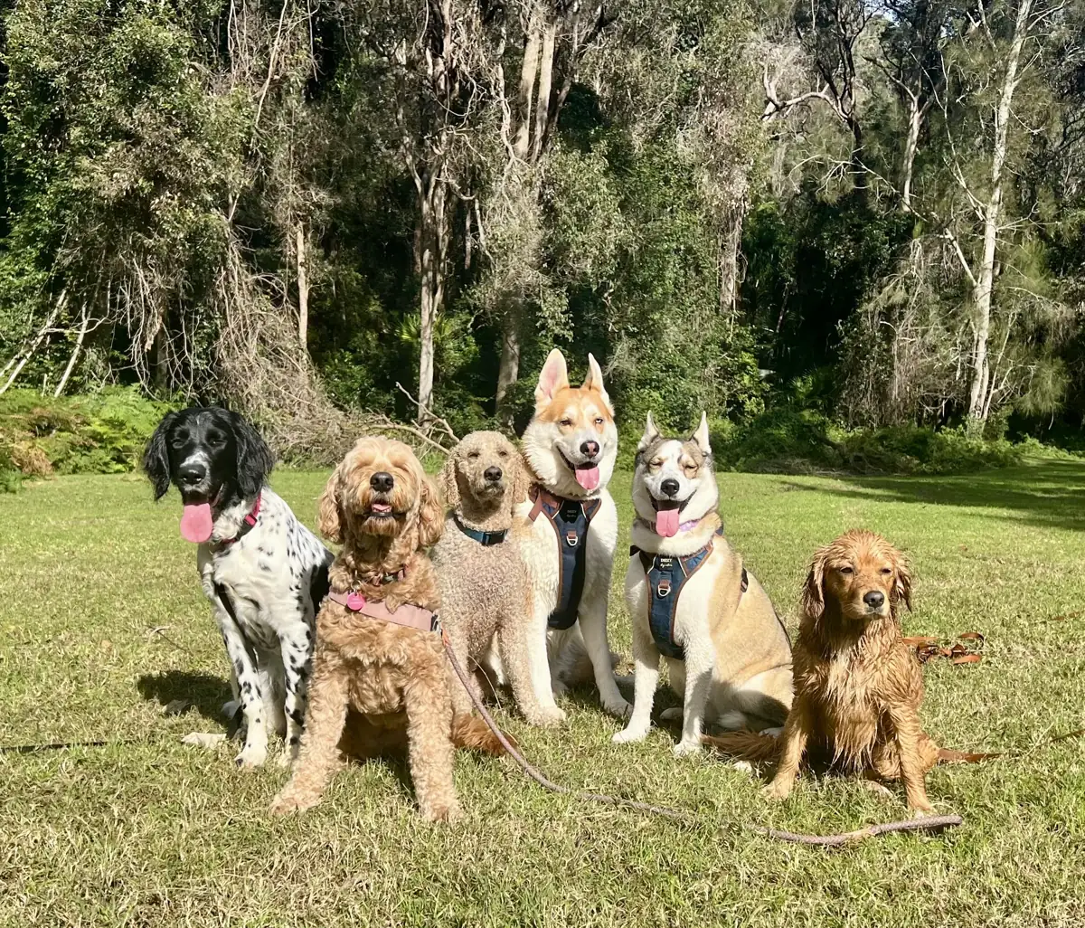 Dogs on a Barc adventure in the Northern Beaches bush