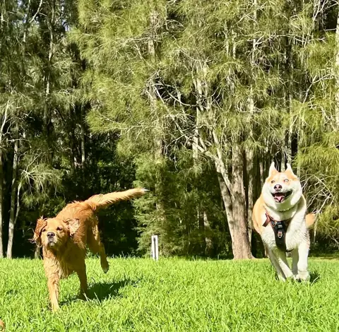 Dogs running on an adventure