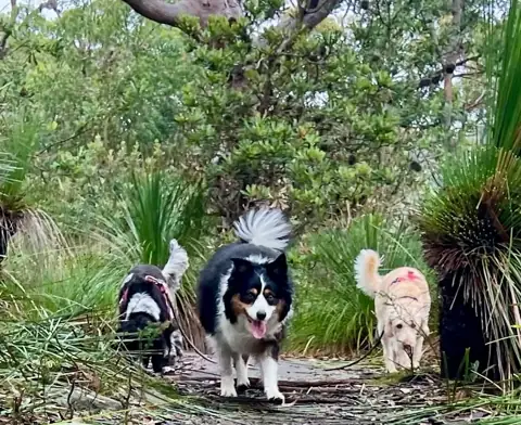 Dogs exploring together